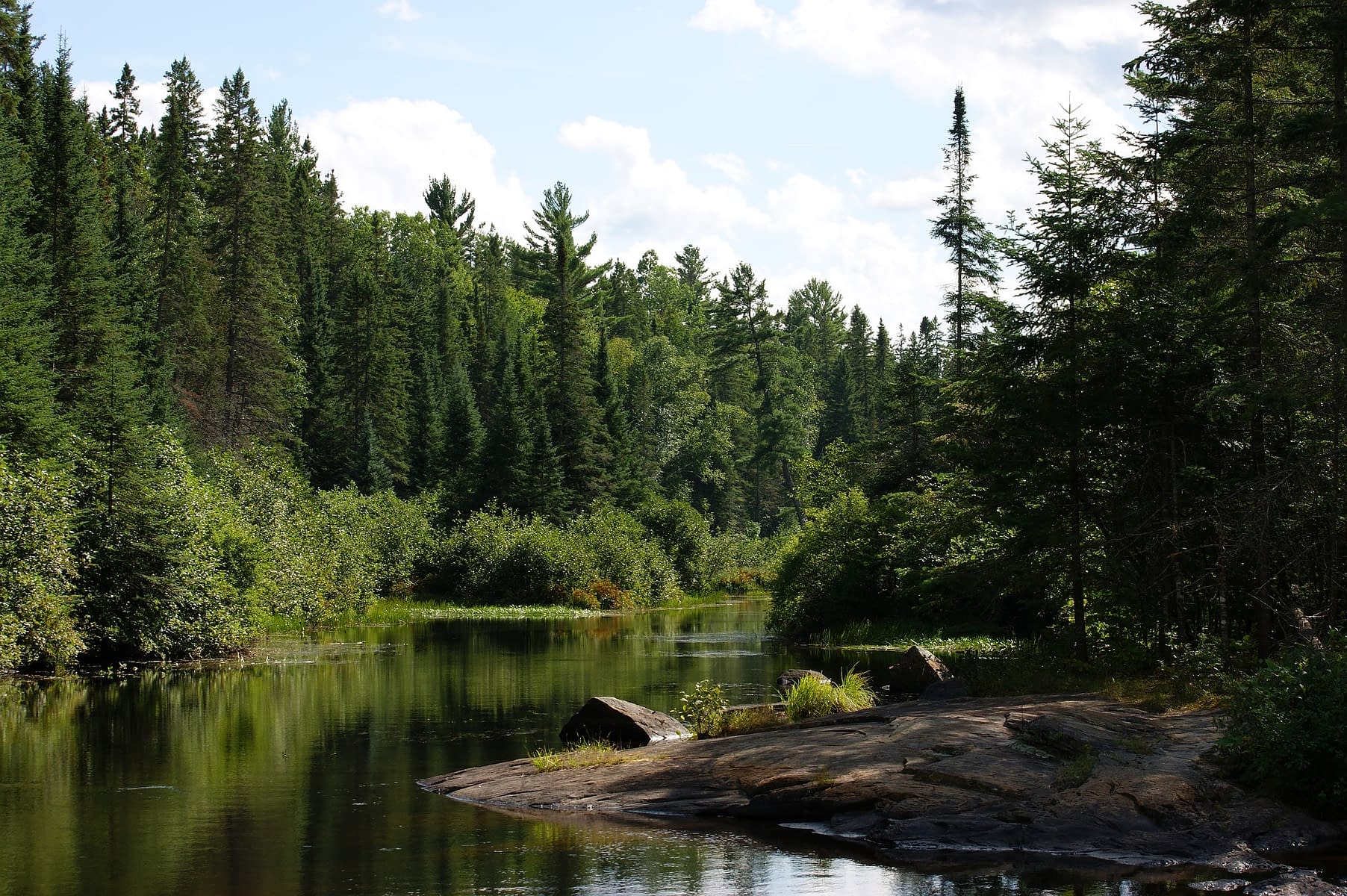 forêt sauvage et eau propre - belle nature du Canada